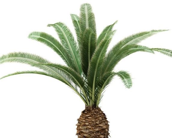 PHOENIX CANARIENSIS